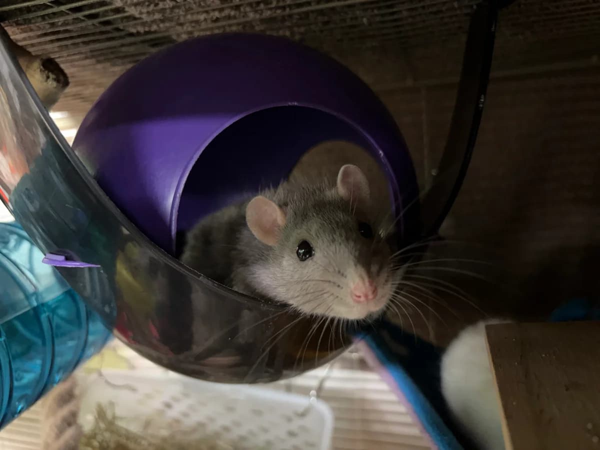 Cheese and Pickle, female young mixed breed for adoption at Woodgreen Pets Charity