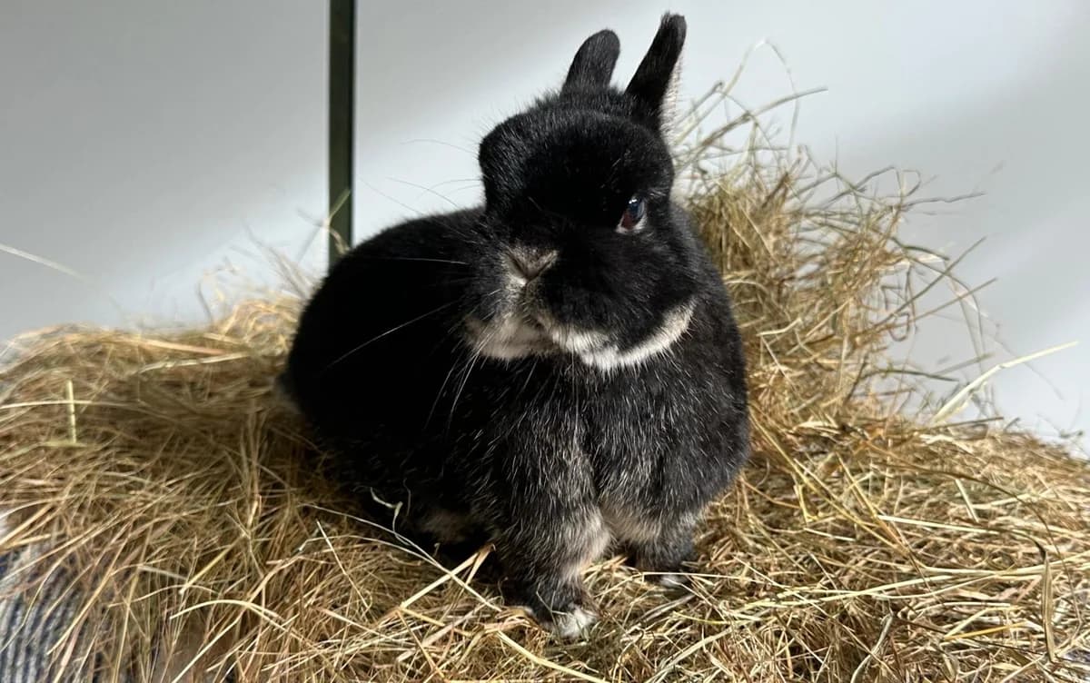 Frankie, male 5yo mixed breed for adoption at Woodgreen Pets Charity