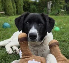Angel, female puppy Mixed Breed for adoption at 1 Dog At A Time Rescue UK