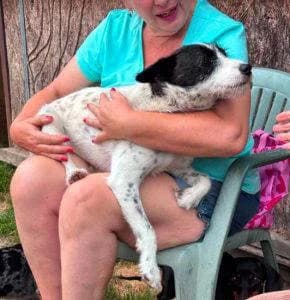 Annie – Home pending, female young Mixed Breed for adoption at 1 Dog At A Time Rescue UK