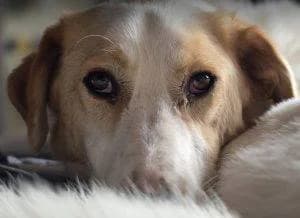 Asher, male young Mixed Breed for adoption at 1 Dog At A Time Rescue UK