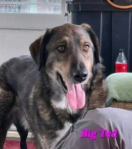 Big Ted, male Mixed Breed for adoption at 1 Dog At A Time Rescue UK