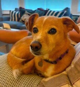 Bonnie, female 6yo Mixed Breed for adoption at 1 Dog At A Time Rescue UK