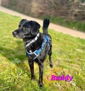 Buddy, male 5yo Mixed Breed for adoption at 1 Dog At A Time Rescue UK