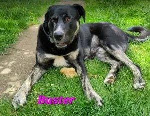Buster, male young Mixed Breed for adoption at 1 Dog At A Time Rescue UK