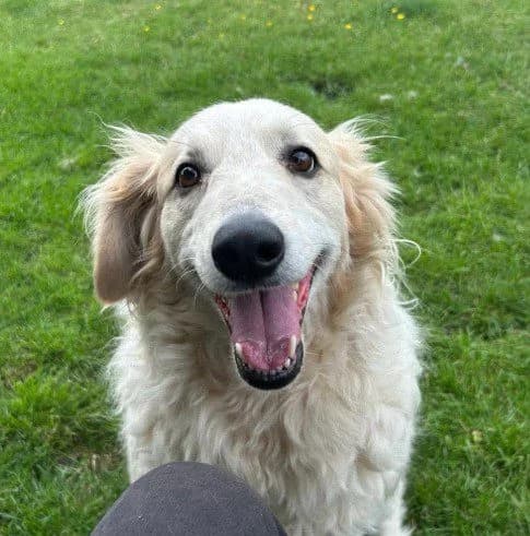 Catie, female 5yo Mixed Breed for adoption at 1 Dog At A Time Rescue UK