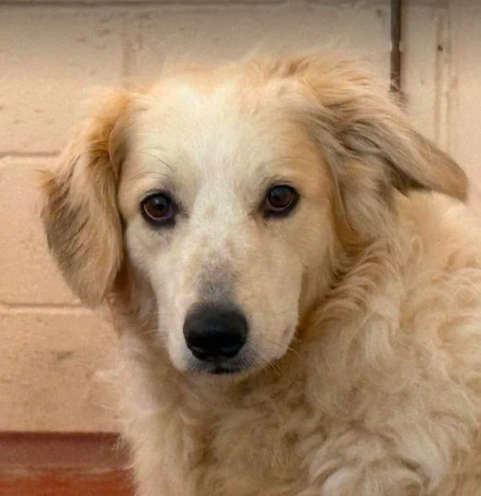 Catie, female 5yo Mixed Breed for adoption at 1 Dog At A Time Rescue UK