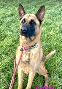 Cedric, male 3yo Mixed Breed for adoption at 1 Dog At A Time Rescue UK