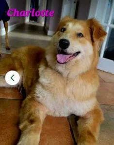 Charlotte, female senior Mixed Breed for adoption at 1 Dog At A Time Rescue UK