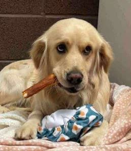Clive, male young Mixed Breed for adoption at 1 Dog At A Time Rescue UK