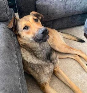Clover, female young Mixed Breed for adoption at 1 Dog At A Time Rescue UK