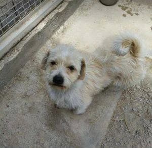 Edward, male Mixed Breed for adoption at 1 Dog At A Time Rescue UK