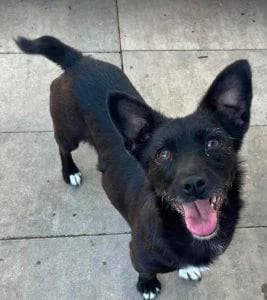 Izzy, female Mixed Breed for adoption at 1 Dog At A Time Rescue UK