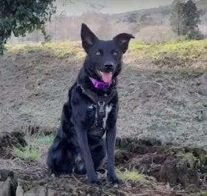 Jasmine, female Mixed Breed for adoption at 1 Dog At A Time Rescue UK