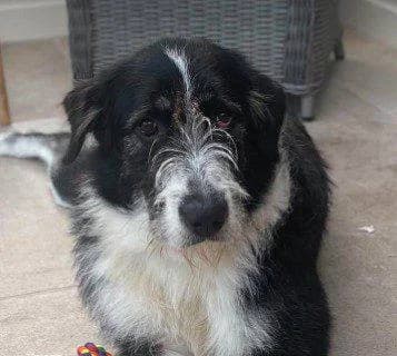 Jessie, female 4yo Mixed Breed for adoption at 1 Dog At A Time Rescue UK