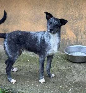 Jimmy – Under assessment, male young Mixed Breed for adoption at 1 Dog At A Time Rescue UK