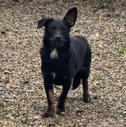 Jonnie – Under assessment, male young Mixed Breed for adoption at 1 Dog At A Time Rescue UK