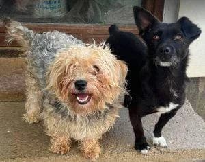 Katrina, female Mixed Breed for adoption at 1 Dog At A Time Rescue UK