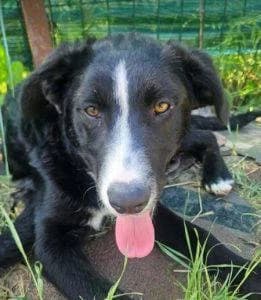 Maggie, female puppy Mixed Breed for adoption at 1 Dog At A Time Rescue UK