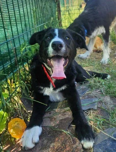 Maggie, female puppy Mixed Breed for adoption at 1 Dog At A Time Rescue UK
