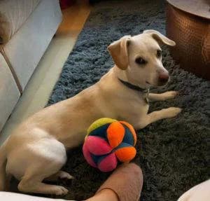 Minnie, female young Mixed Breed for adoption at 1 Dog At A Time Rescue UK