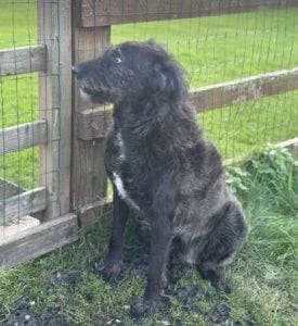 Miro, male 6yo Mixed Breed for adoption at 1 Dog At A Time Rescue UK