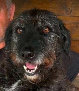 Miro, male 6yo Mixed Breed for adoption at 1 Dog At A Time Rescue UK