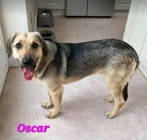 Oscar, male young Mixed Breed for adoption at 1 Dog At A Time Rescue UK