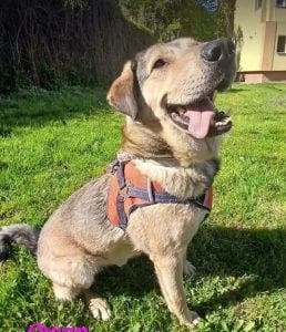 Owan, male 3yo Mixed Breed for adoption at 1 Dog At A Time Rescue UK