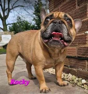 Rocky, male 5yo Mixed Breed for adoption at 1 Dog At A Time Rescue UK