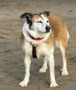 Roma, female senior Mixed Breed for adoption at 1 Dog At A Time Rescue UK
