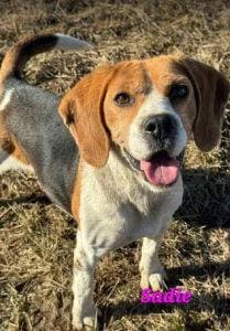 Sadie, female senior Mixed Breed for adoption at 1 Dog At A Time Rescue UK