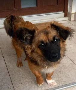 Sammy – Home pending, male puppy Mixed Breed for adoption at 1 Dog At A Time Rescue UK