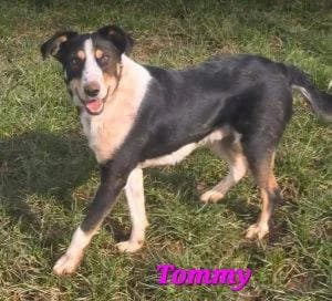 Tommy, male Mixed Breed for adoption at 1 Dog At A Time Rescue UK