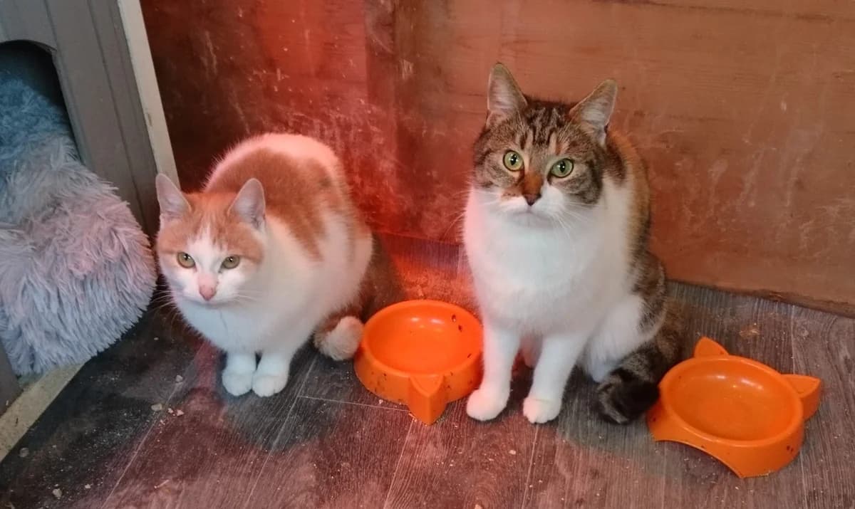 Cara & Kitty, female 4yo mixed breed for adoption at 7th Heaven Animal Rescue