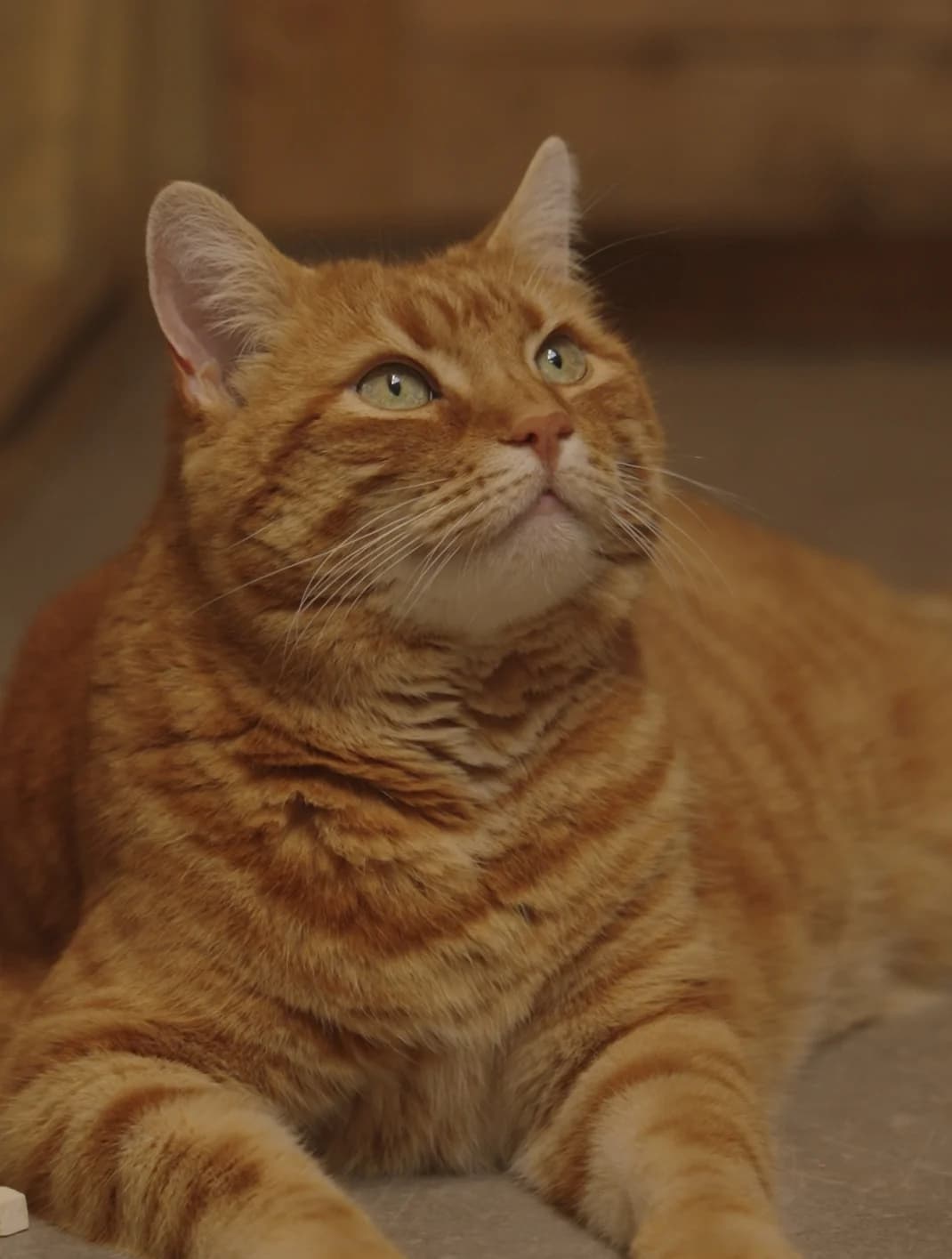 Tiger, male senior Mixed Breed for adoption at Alexandra Bastedo (Champions) Animal Sanctuary