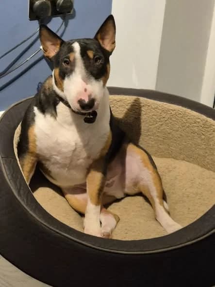 Joey, Bull Terrier for adoption at Absolute Bull Terriers