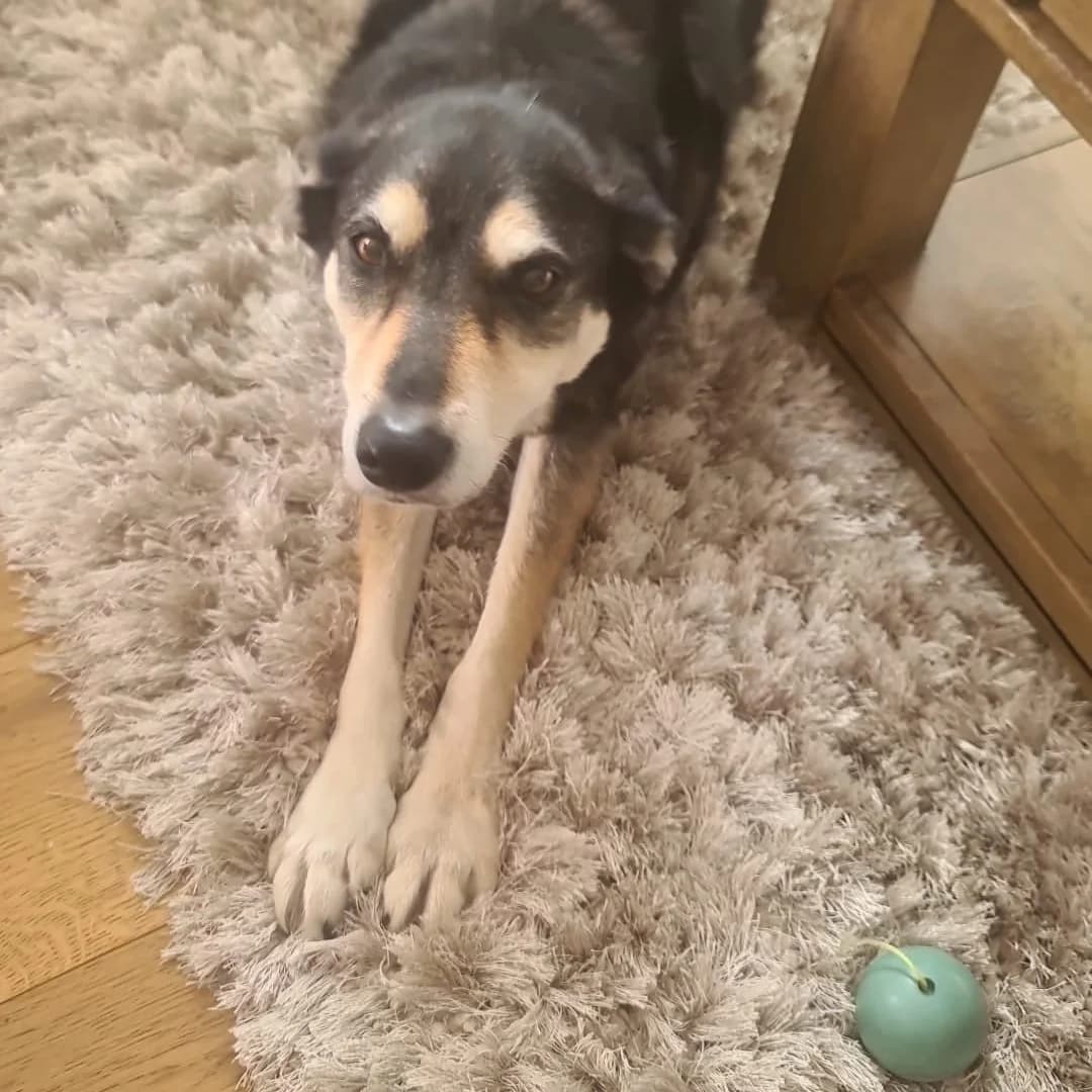 Abbie, female senior Collie for adoption at Aireworth Dogs In Need