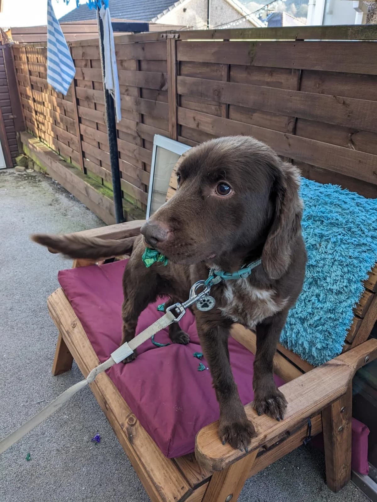 Archie, male 6yo mixed breed for adoption at Aireworth Dogs In Need