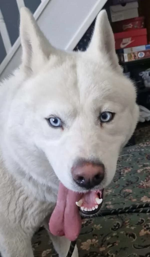 Bailey, male puppy Husky for adoption at Aireworth Dogs In Need