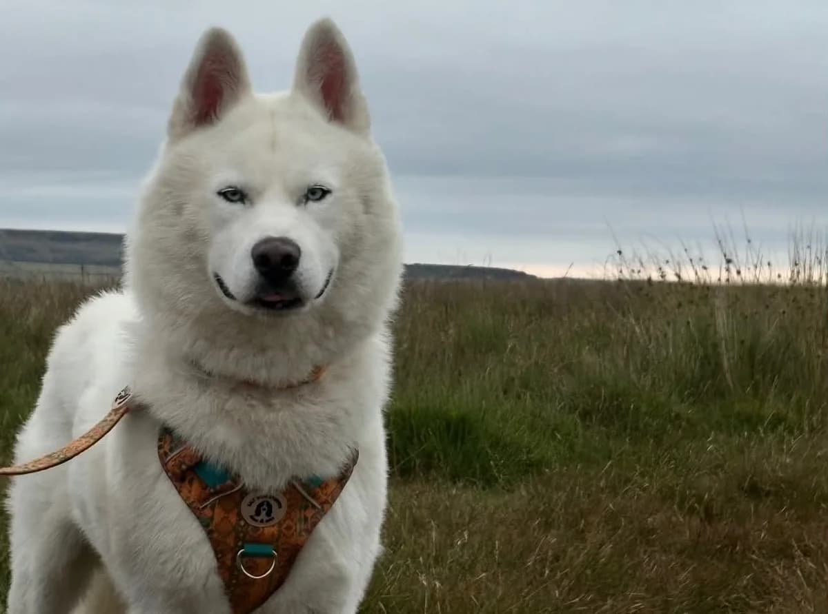 Bailey, male Husky for adoption at Aireworth Dogs In Need