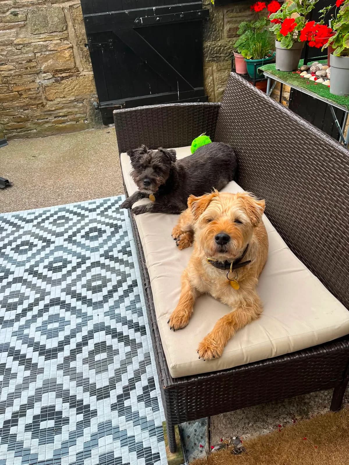 Bella & Trevor, male senior mixed breed for adoption at Aireworth Dogs In Need