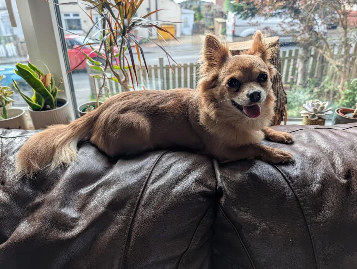 Buchda, female Chihuahua for adoption at Aireworth Dogs In Need