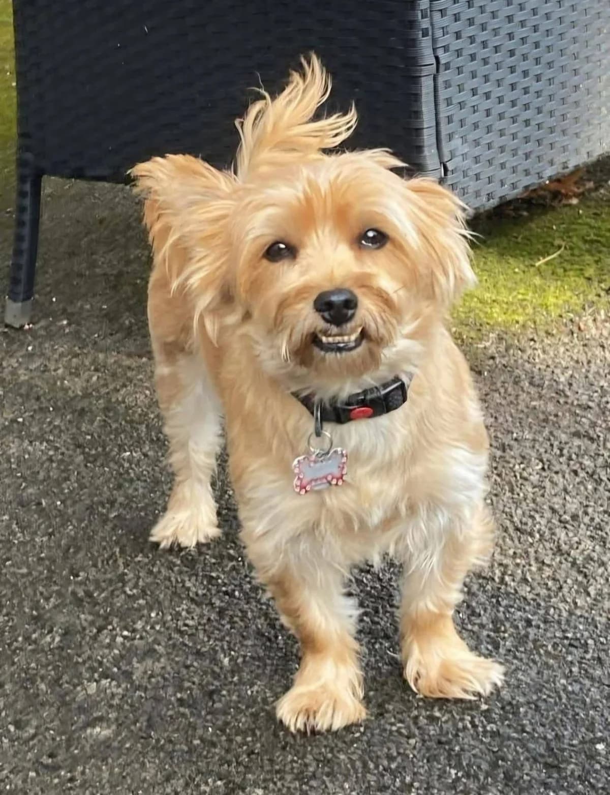 Buddy, male Yorkshire Terrier for adoption at Aireworth Dogs In Need