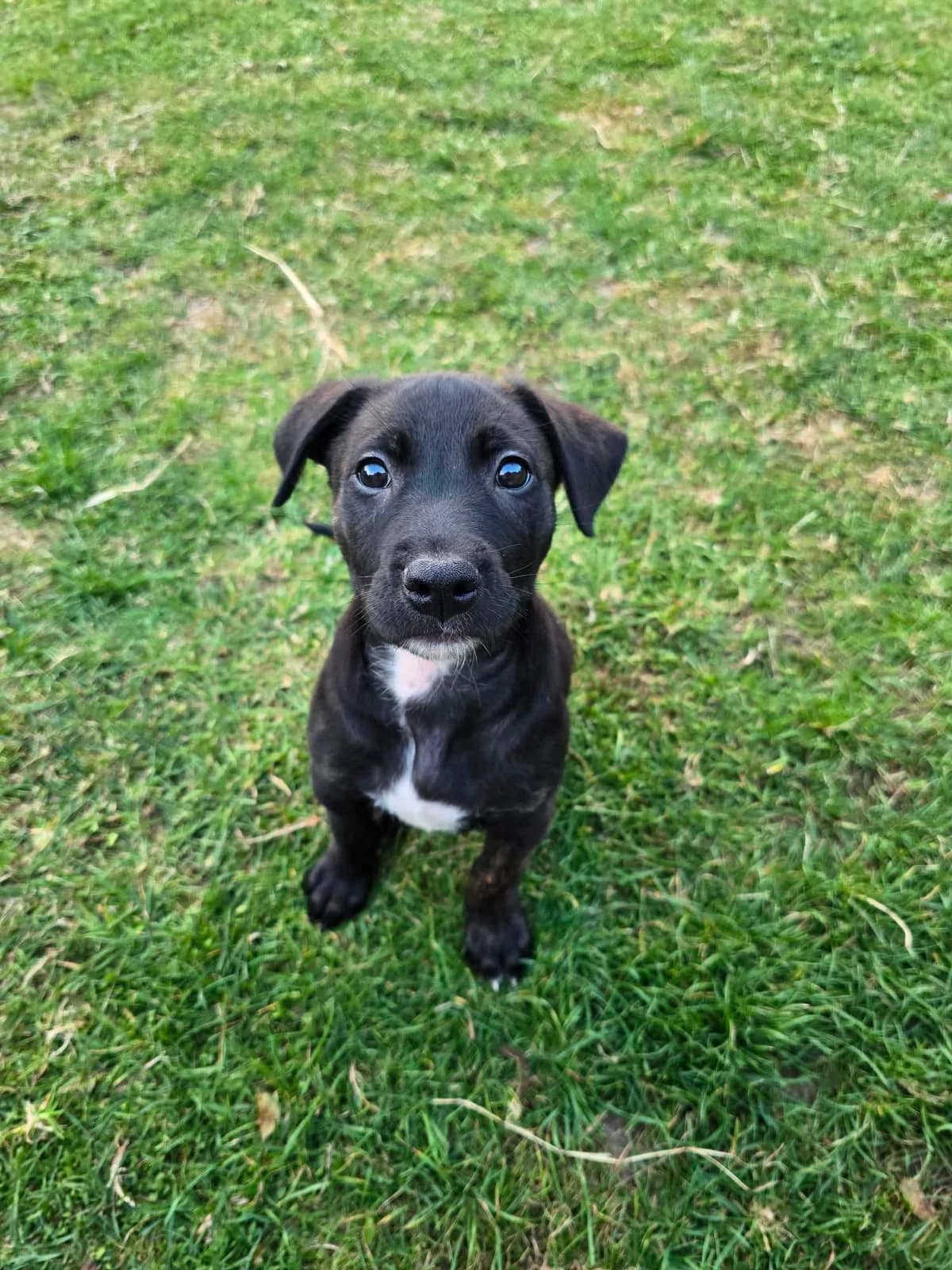 Comet, male Mixed Breed for adoption at Aireworth Dogs In Need