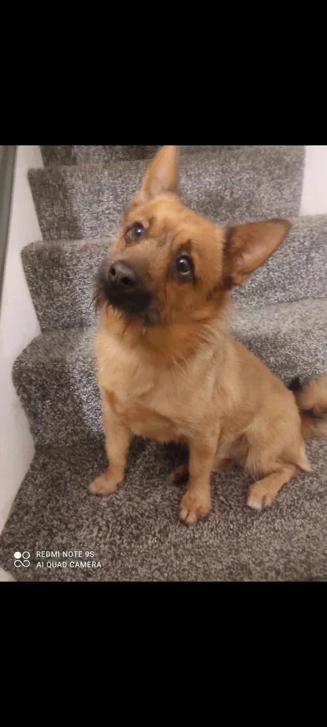 Dunco, male Pomeranian for adoption at Aireworth Dogs In Need