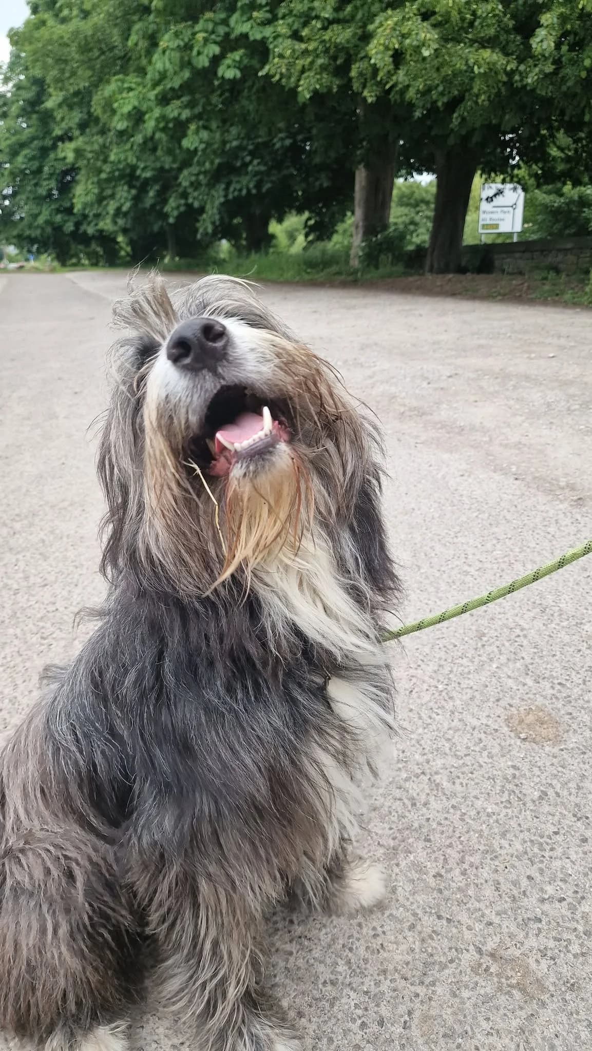 Lucifer, male young Collie for adoption at Aireworth Dogs In Need