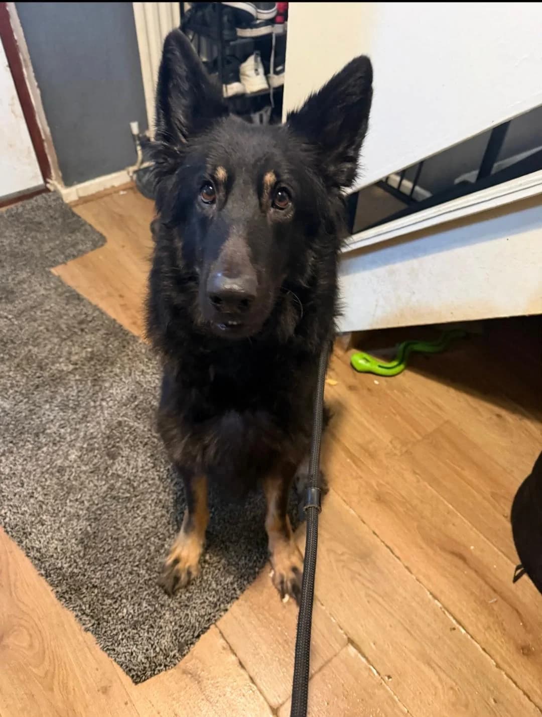 Luna, female 3yo German Shepherd for adoption at Aireworth Dogs In Need