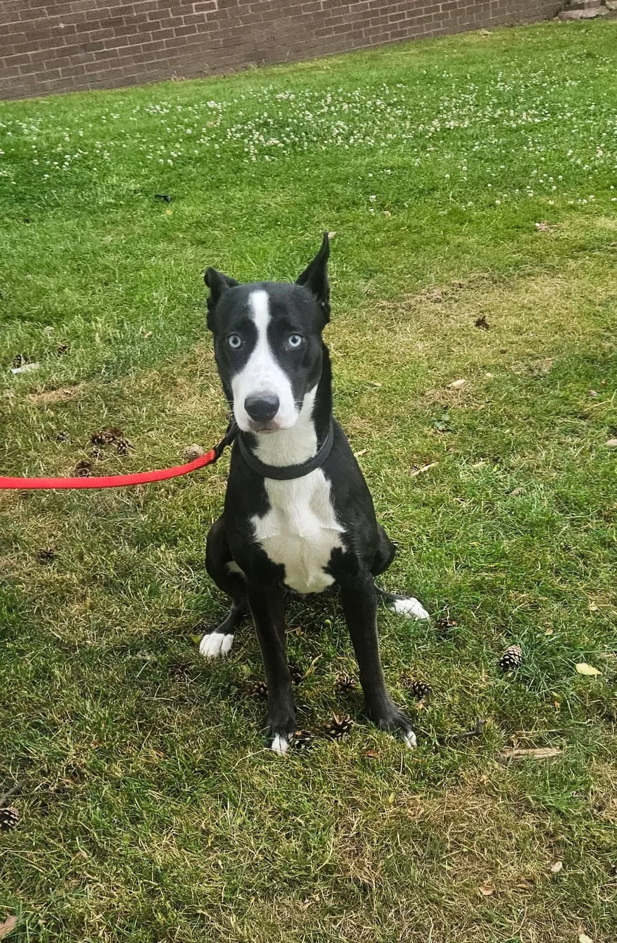 Maya, female puppy Mixed Breed for adoption at Aireworth Dogs In Need