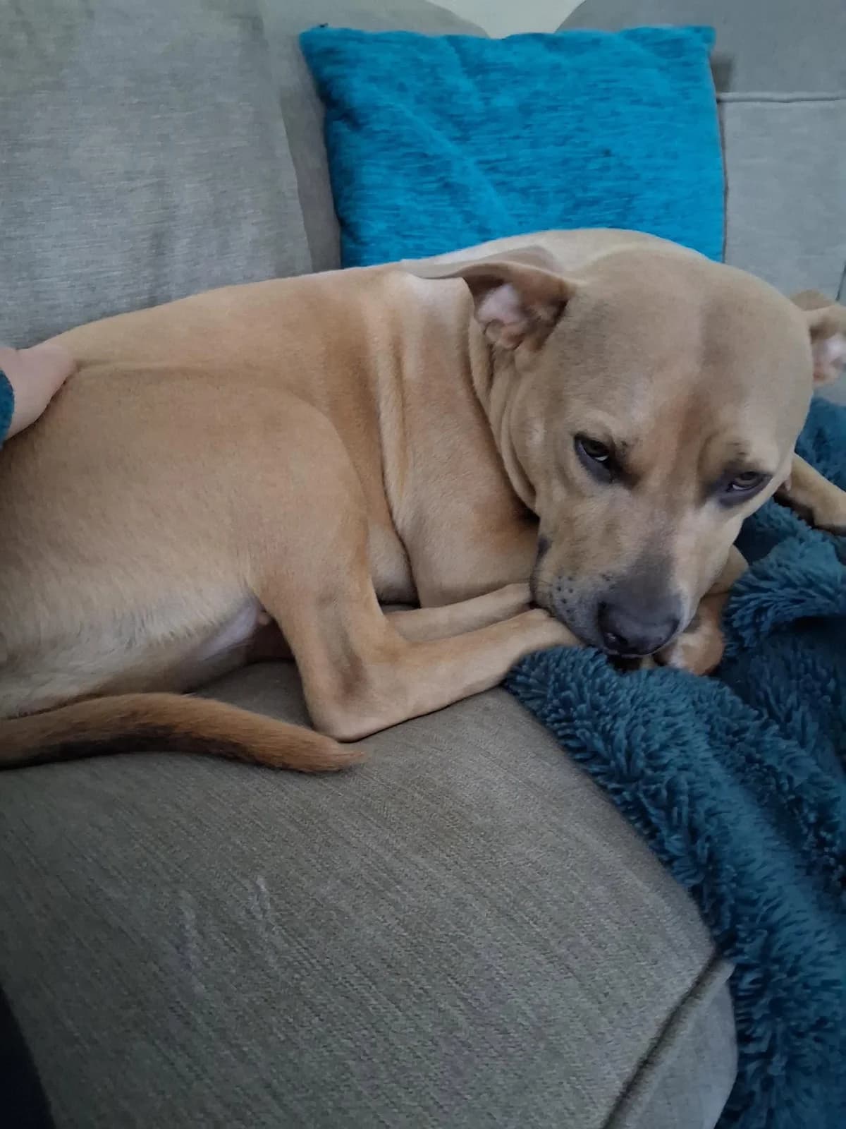 Nala, female puppy Staffordshire Bull Terrier for adoption at Aireworth Dogs In Need